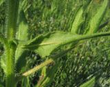 Anchusa azurea. Верхний стеблевой лист. Крым, Карадагский заповедник, пожарная тропа, поляна в дубовом редколесье. 14 мая 2015 г.