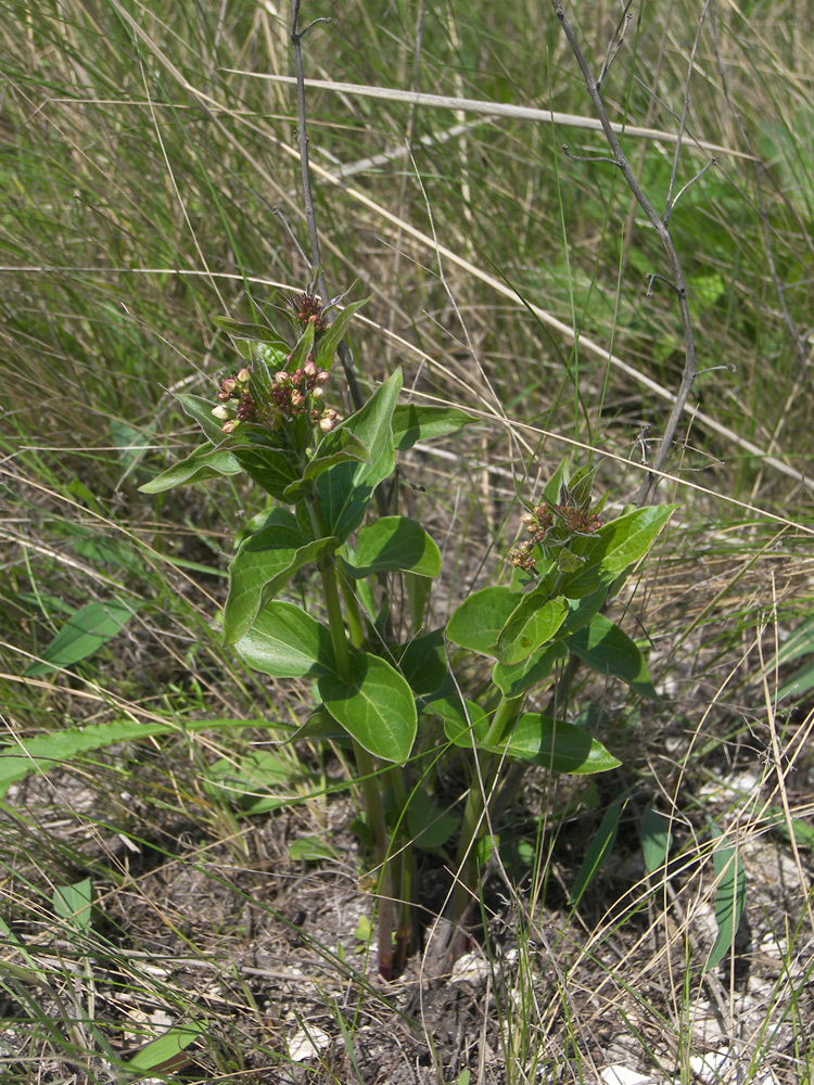 Image of Vincetoxicum hirundinaria specimen.