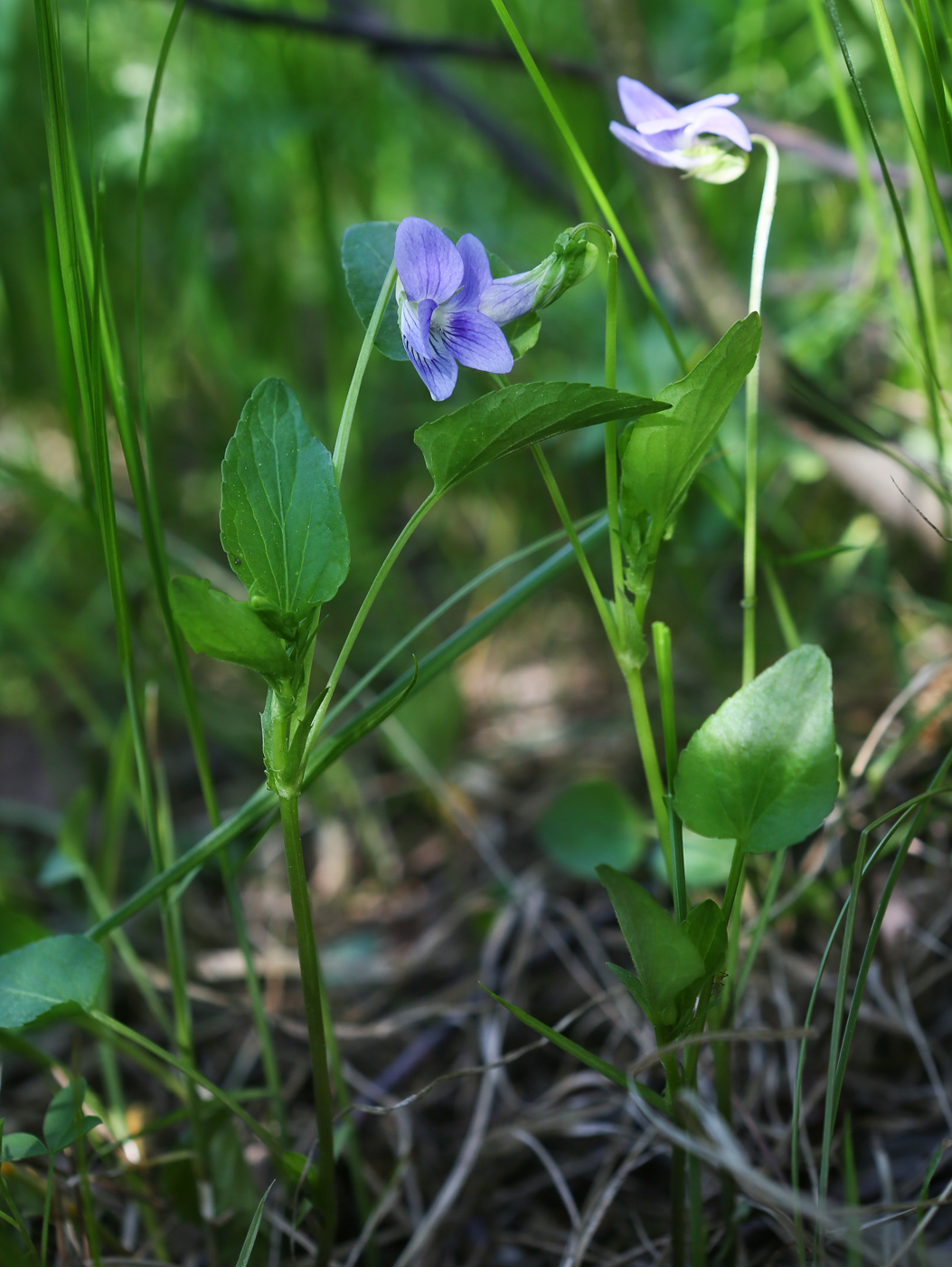 Image of Viola canina specimen.