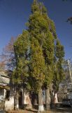 Quercus robur форма fastigiata