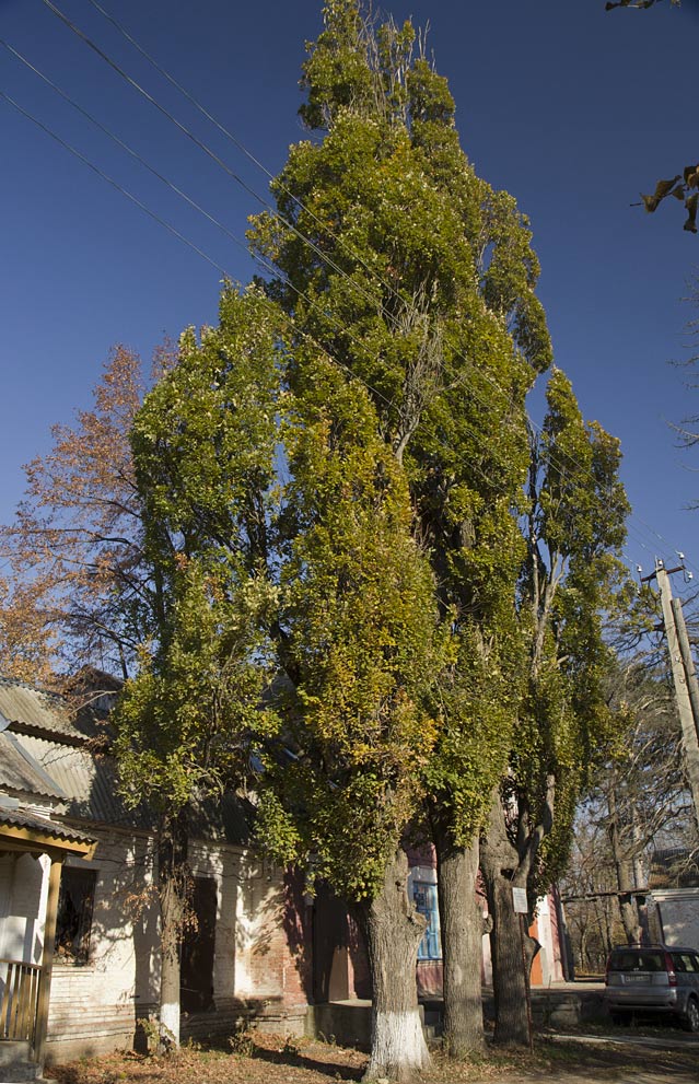 Изображение особи Quercus robur f. fastigiata.