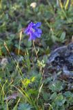 Aquilegia glandulosa. Отцветающее растение. Республика Бурятия, Муйский р-н, северное окончание Южно-Муйского хребта в верховьях р. Тулуя. 17.08.2007.