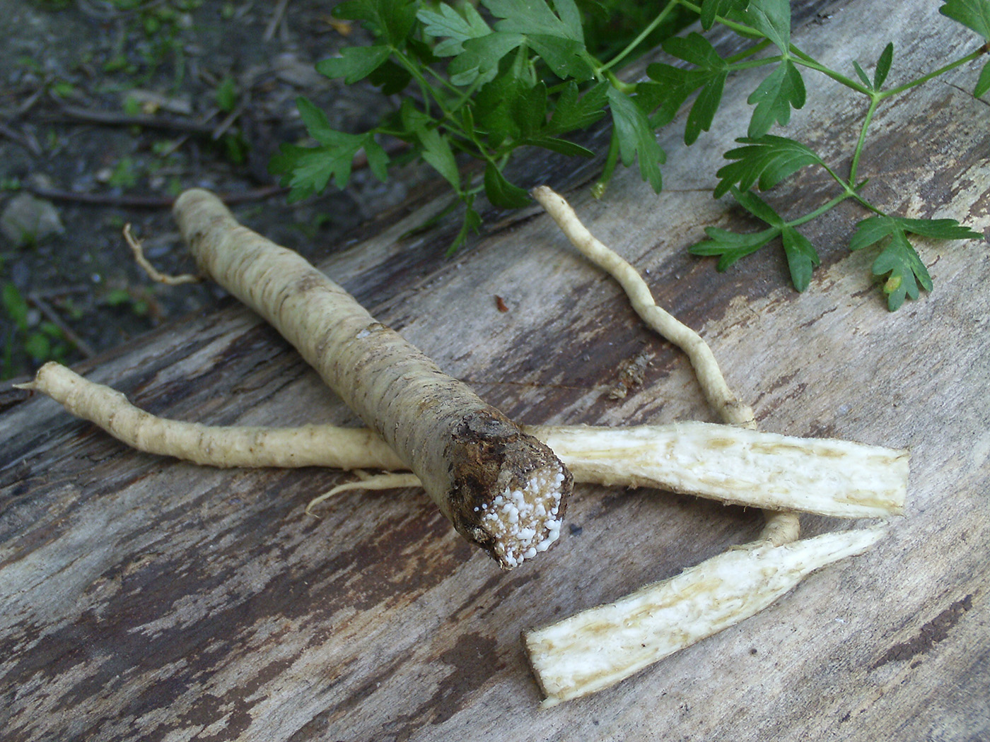 Image of Peucedanum oreoselinum specimen.