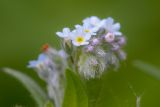 Myosotis arvensis. Соцветия. Татарстан, Нижнекамский р-н, окр. дер. Благодатная, лесостепной участок с чередованием степи и перелесков с преобладанием дуба, среди древостоя. 29 мая 2016 г.