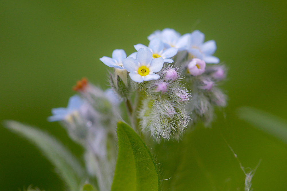 Image of Myosotis arvensis specimen.