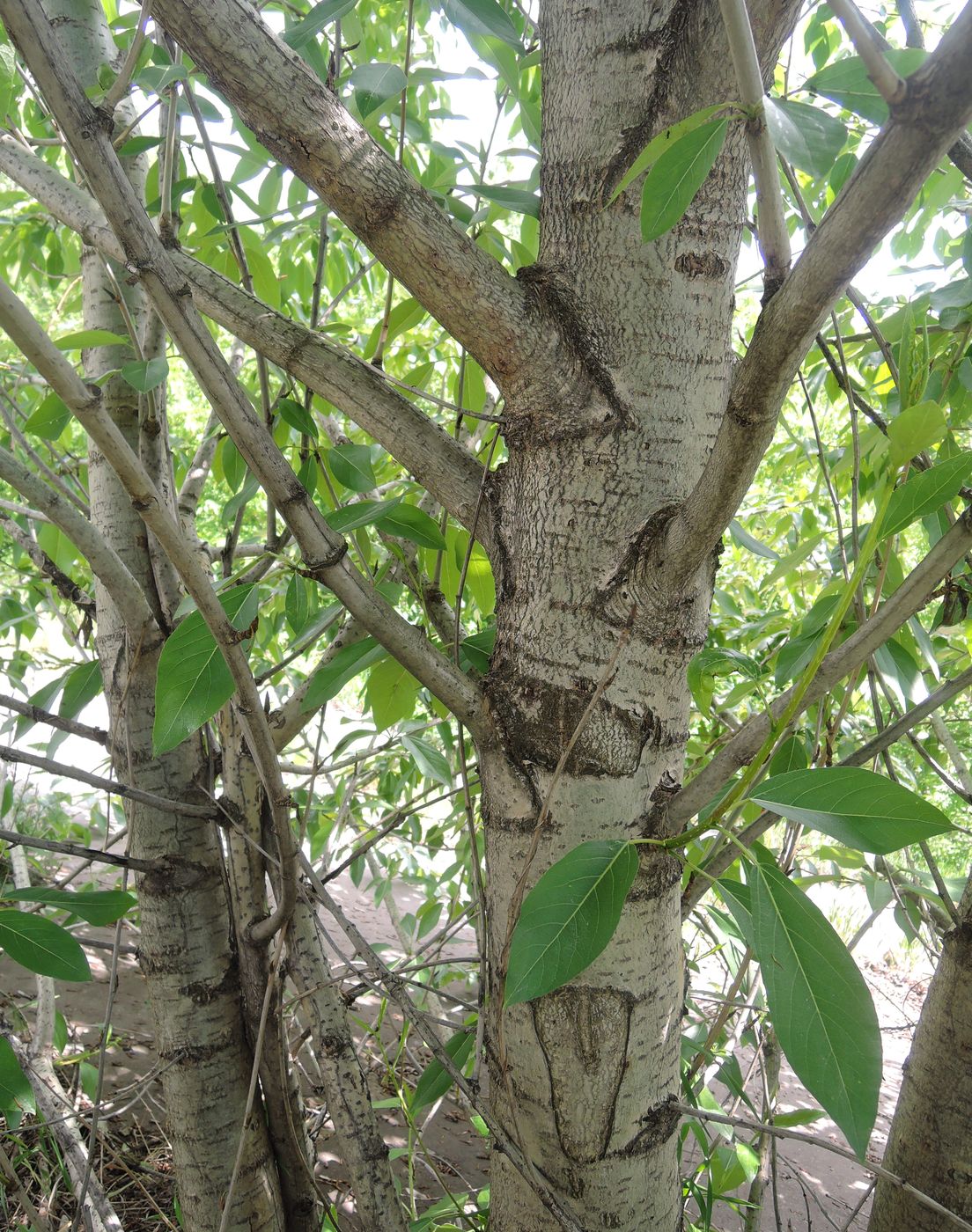 Image of Populus suaveolens specimen.