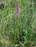 Anacamptis laxiflora subspecies elegans. Цветущее растение. Украина, Херсонская обл., Голопристанский р-н, о-в Тендровская Коса, северо-западная часть. 27 мая 2007 г.