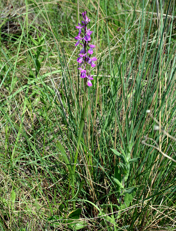 Изображение особи Anacamptis laxiflora ssp. elegans.