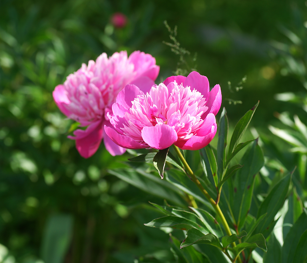 Image of Paeonia lactiflora specimen.
