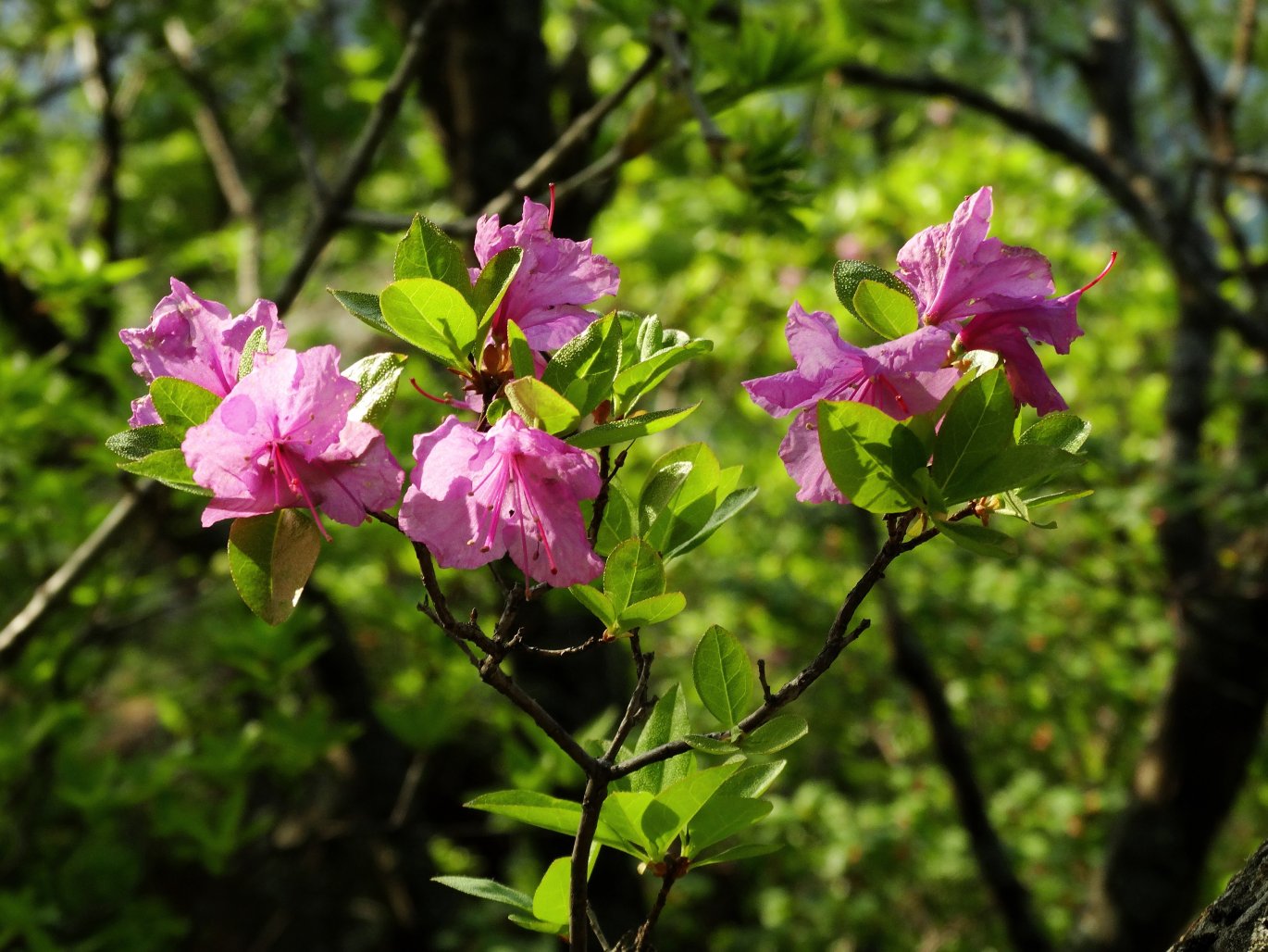 Image of Rhododendron mucronulatum specimen.