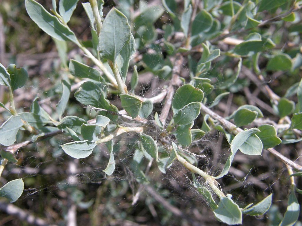 Image of Atraphaxis pungens specimen.