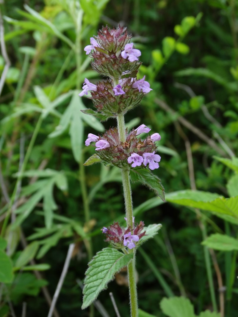 Image of Clinopodium chinense specimen.