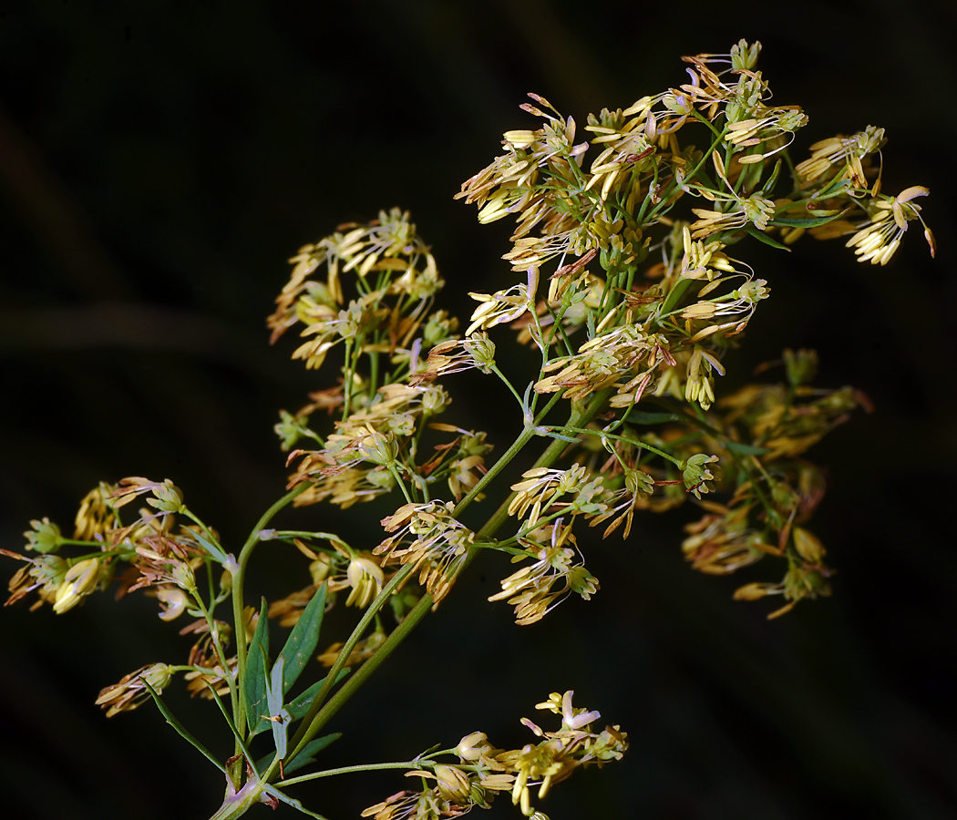 Изображение особи Thalictrum simplex.