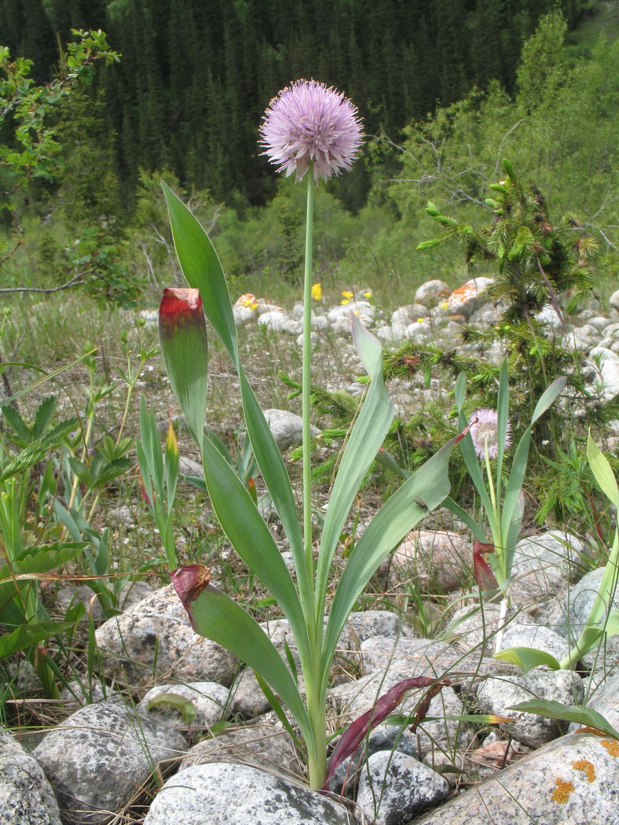 Изображение особи Allium amblyophyllum.