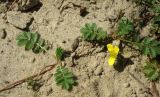 Potentilla anserina. Часть ползучего укореняющегося побега. Беларусь, г. Гомель, лесопарковая зона, берег реки Сож. 07.08.2016.