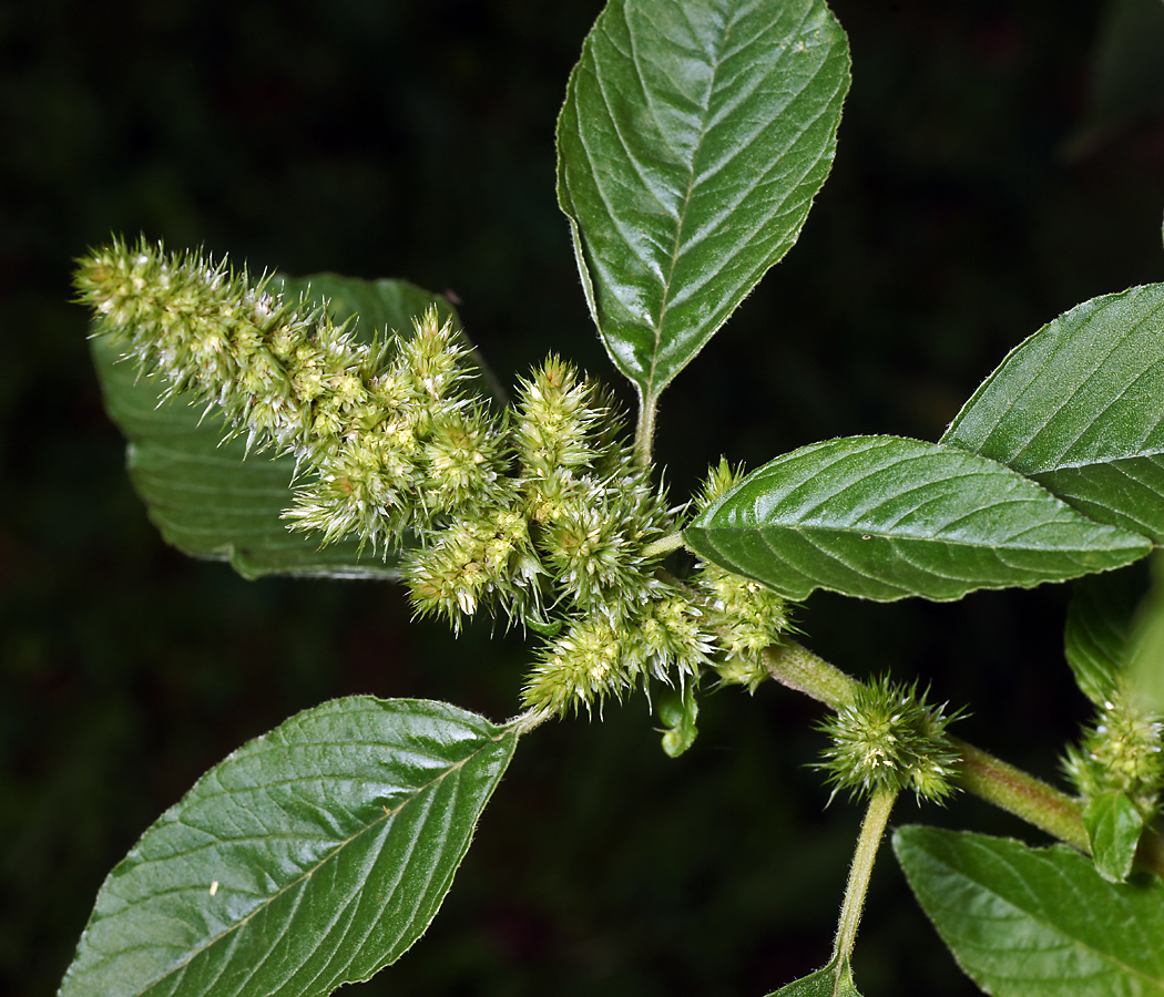 Изображение особи Amaranthus retroflexus.