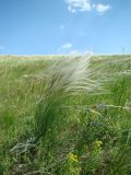 Stipa pennata. Плодоносящее растение. Ульяновская обл., Инзенский р-н, окр. с. Коржевка, каменистая степь по склону с выходами мергелисто-меловых пород. 26 июня 2011 г.