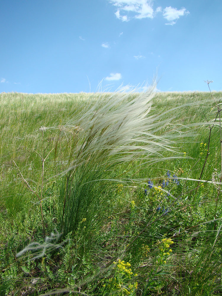 Изображение особи Stipa pennata.