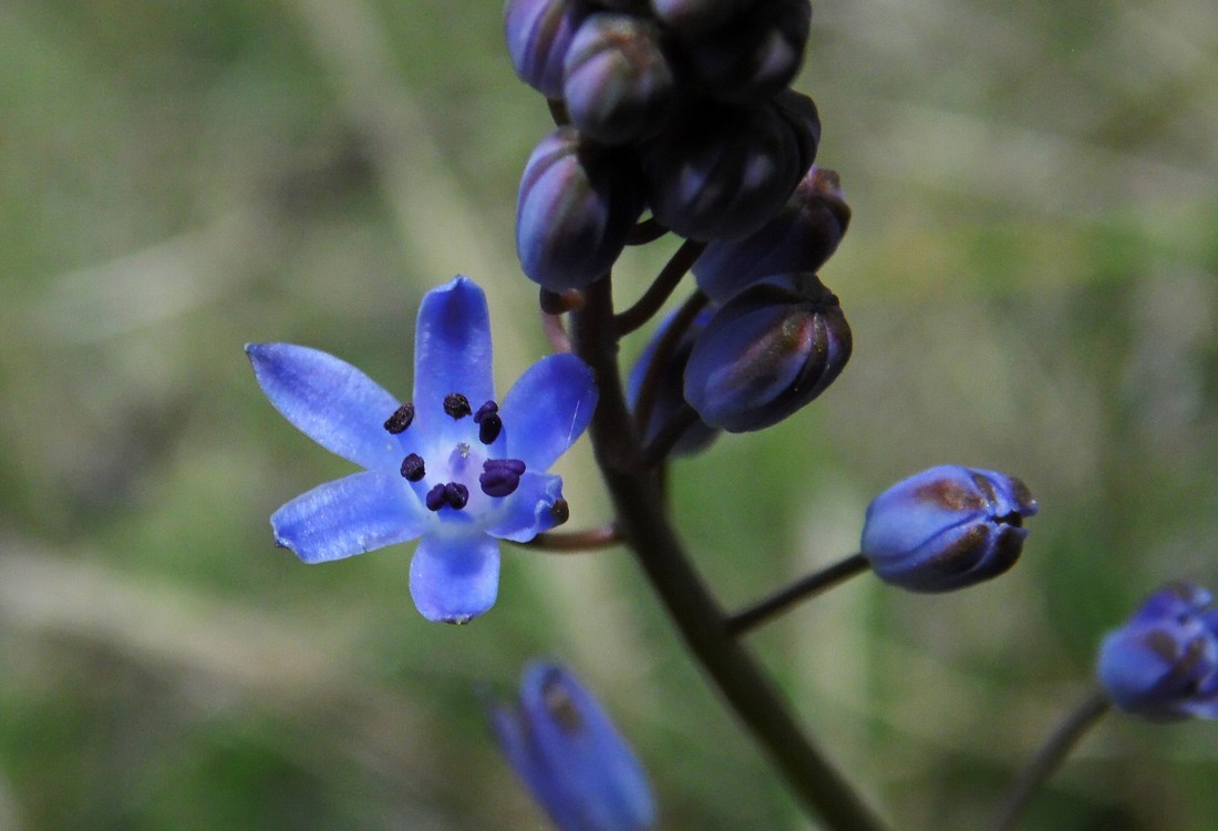 Image of Prospero autumnale specimen.