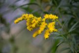 Solidago gigantea