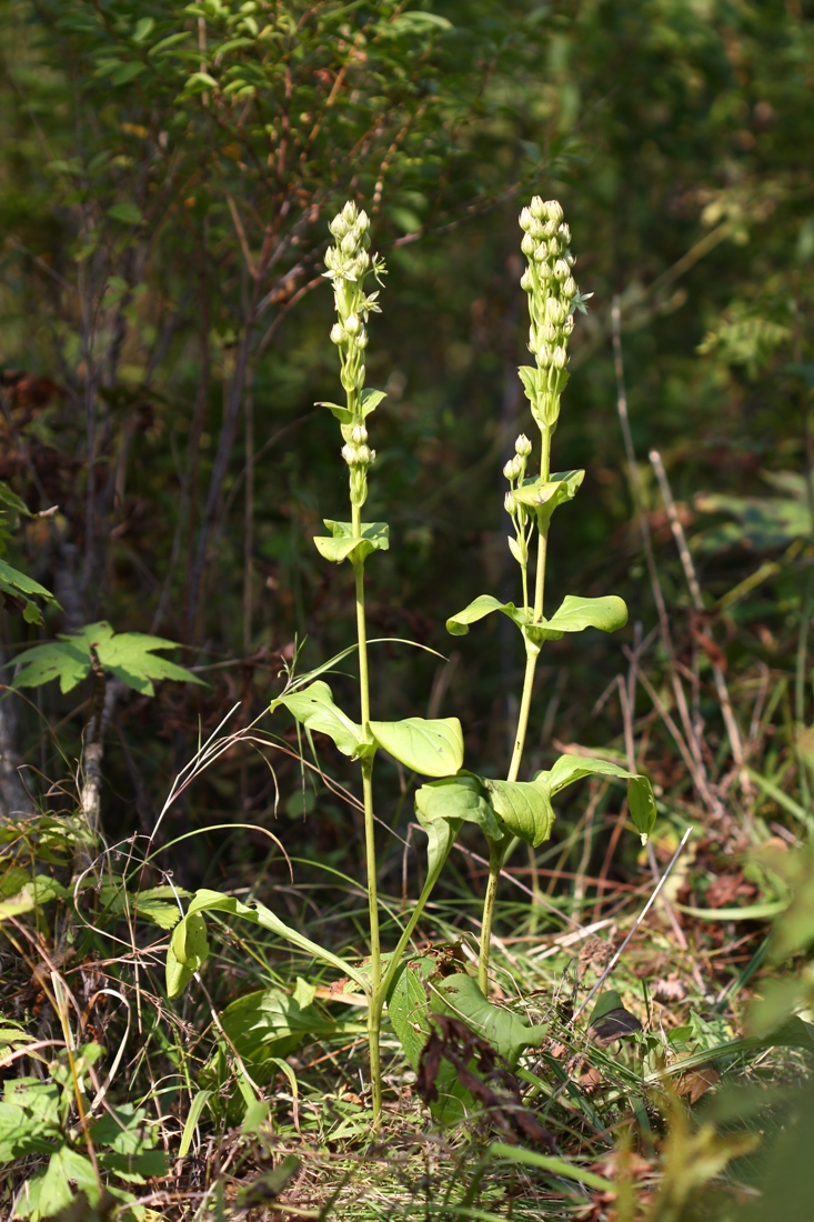 Image of Swertia veratroides specimen.