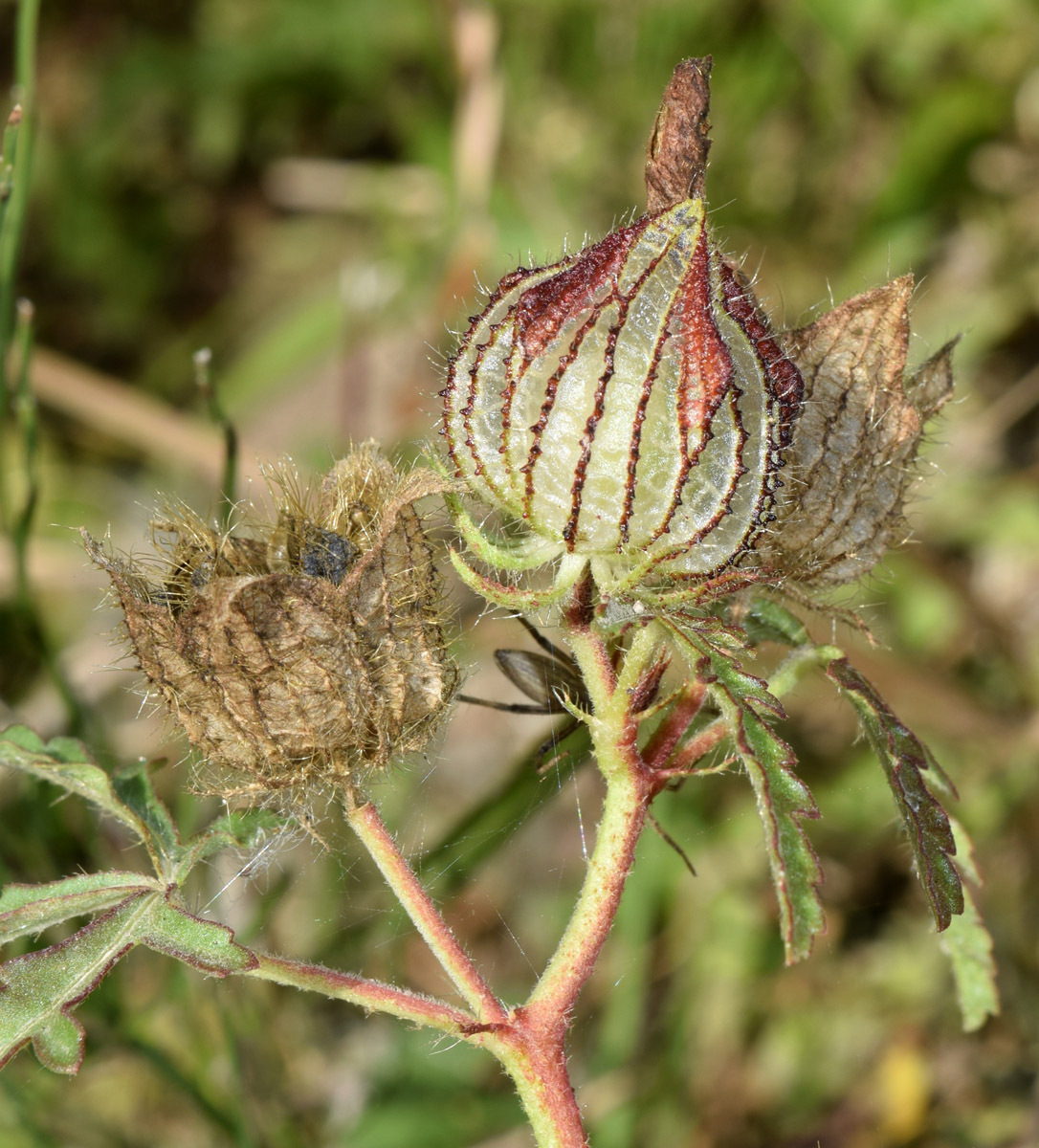 Изображение особи Hibiscus trionum.