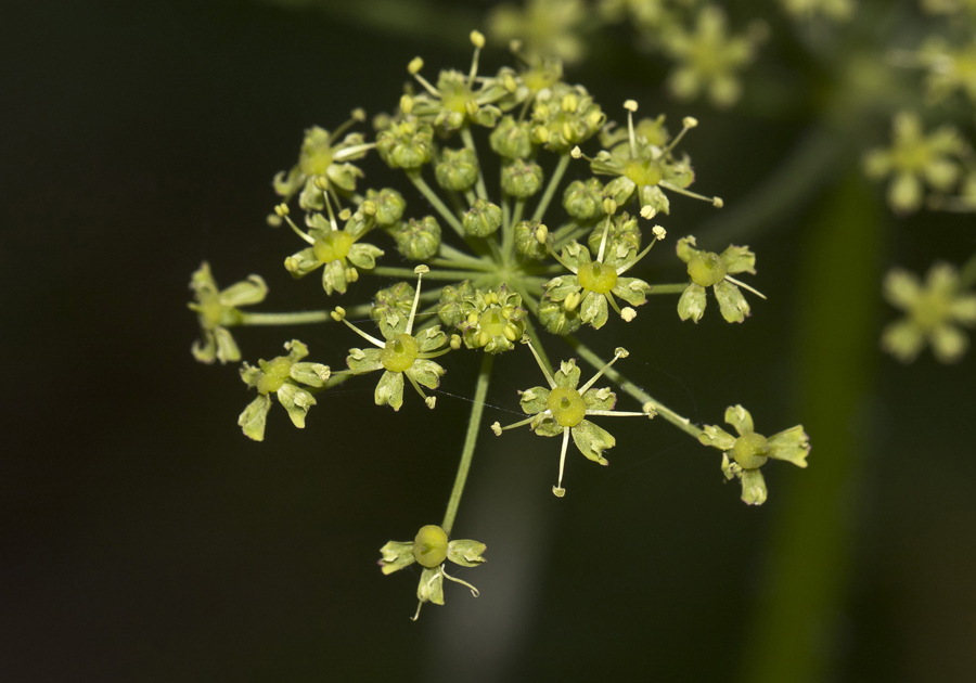 Изображение особи Heracleum sibiricum.