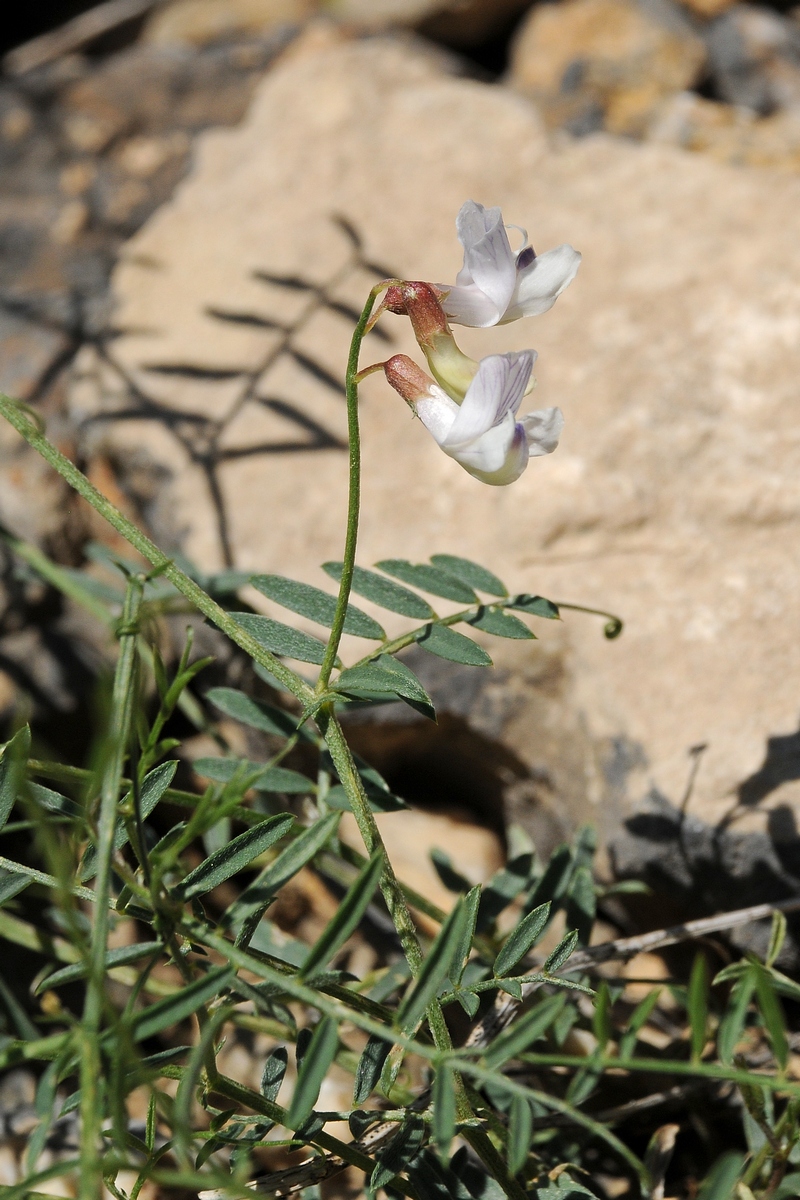 Изображение особи Vicia kokanica.