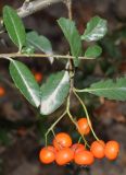 Pyracantha coccinea