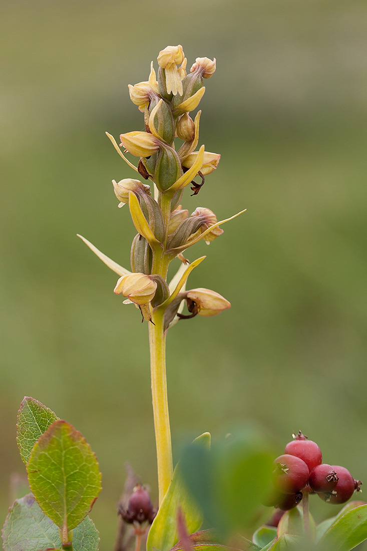 Image of Dactylorhiza viridis specimen.