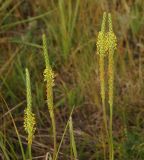 Plantago salsa. Соцветия. Восточный Казахстан, Уланский р-н, окр. с. Украинка, солончаковый луг. 10.07.2016.