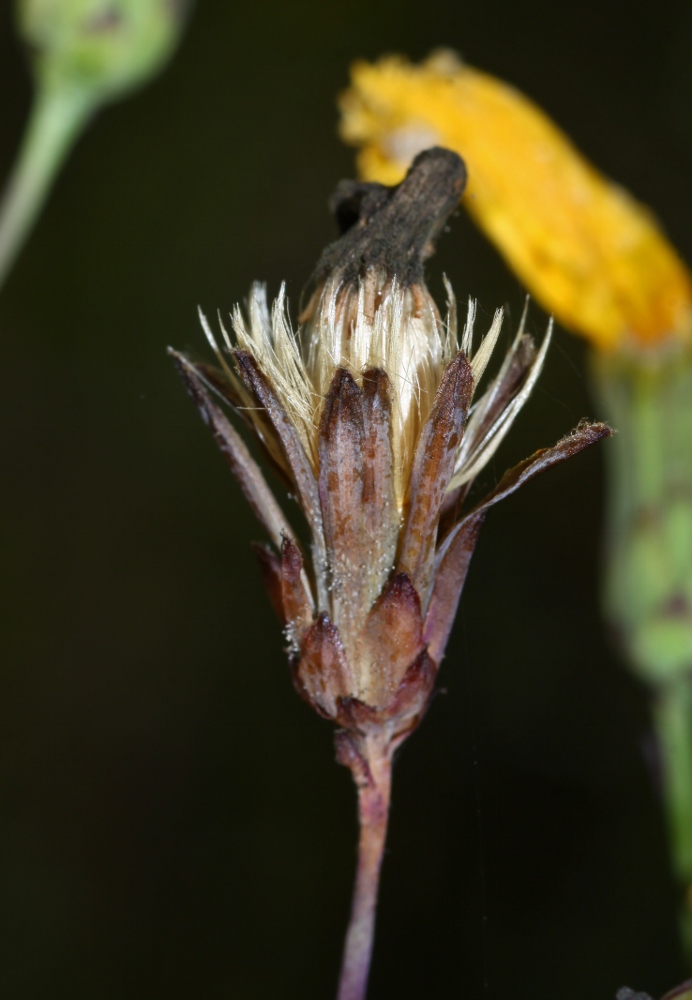 Изображение особи Hieracium hololeion.