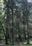 Picea abies. Средневозрастные растения. Польша, Беловежа, Беловежская пуща. 23.06.2009.