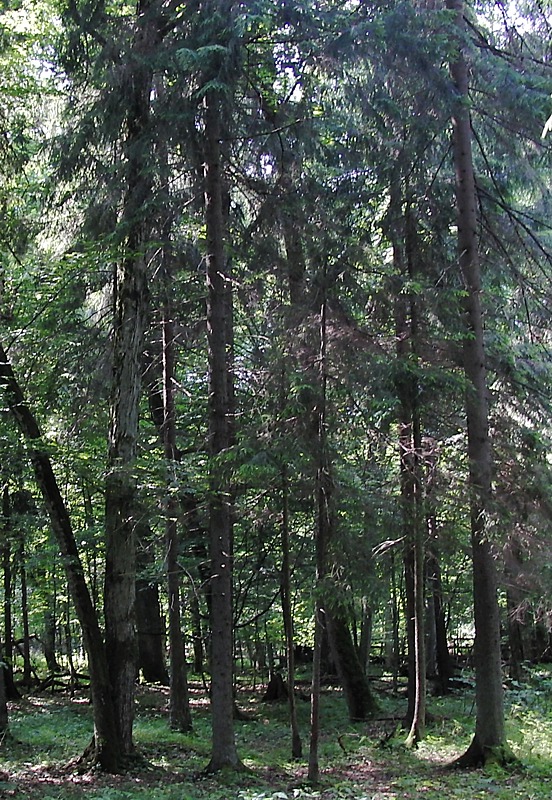 Image of Picea abies specimen.