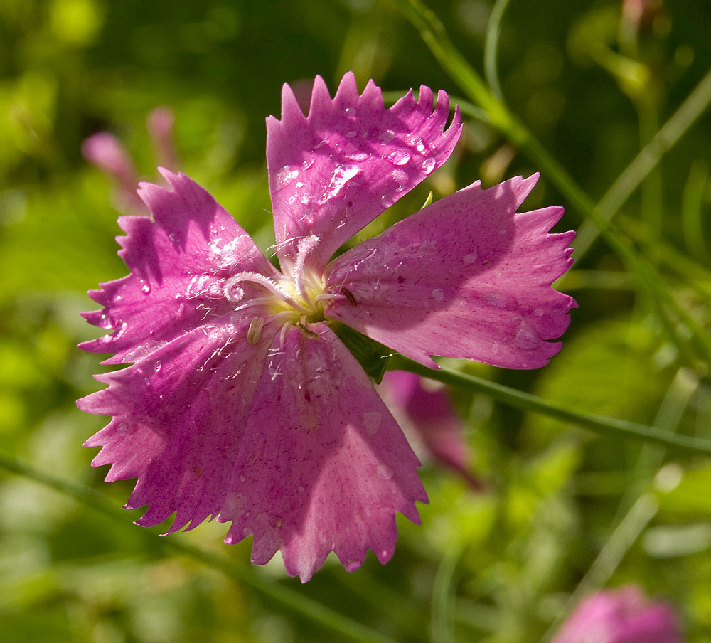 Изображение особи Dianthus versicolor.