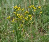 Filifolium sibiricum