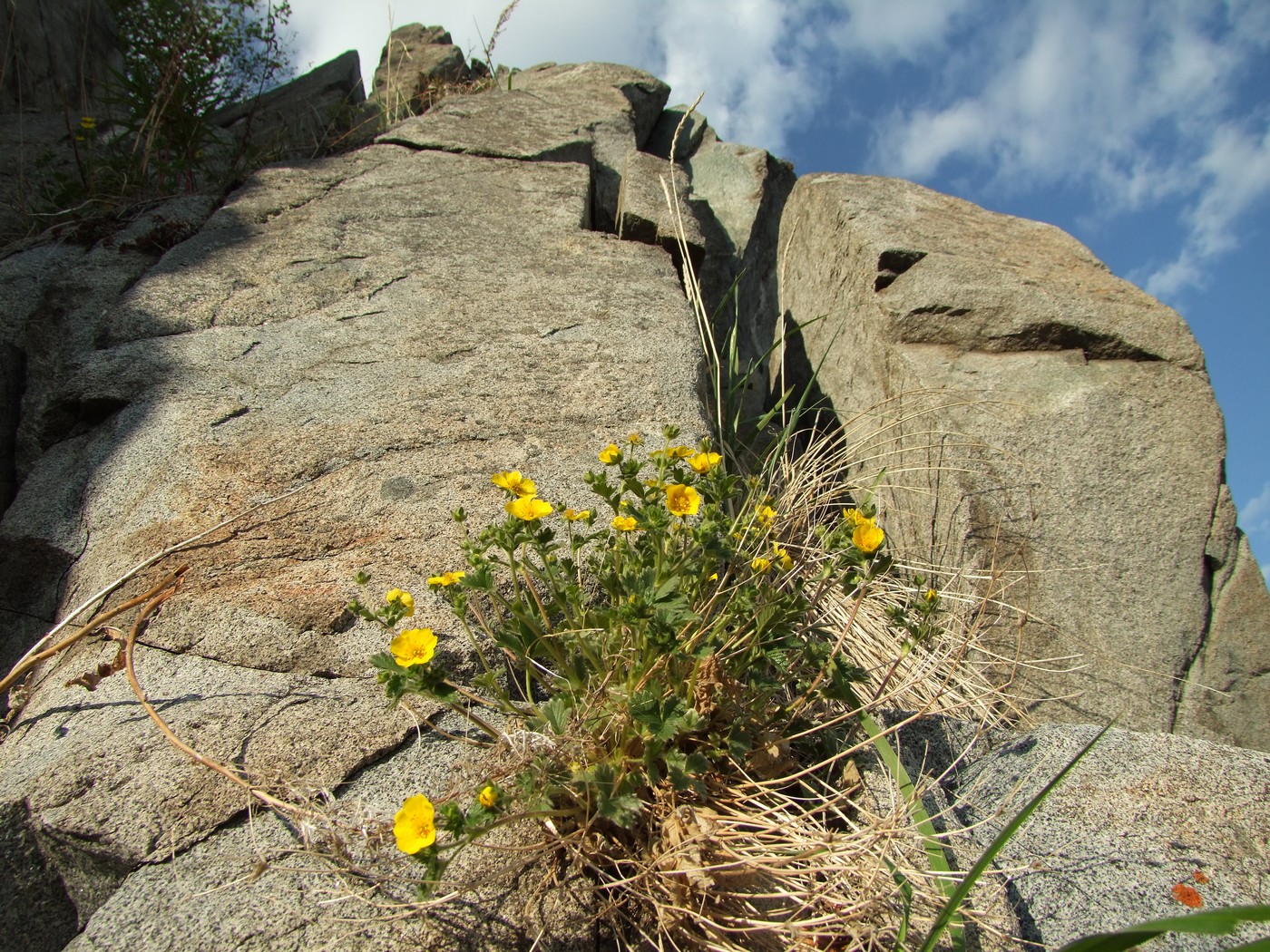 Image of Potentilla fragiformis specimen.