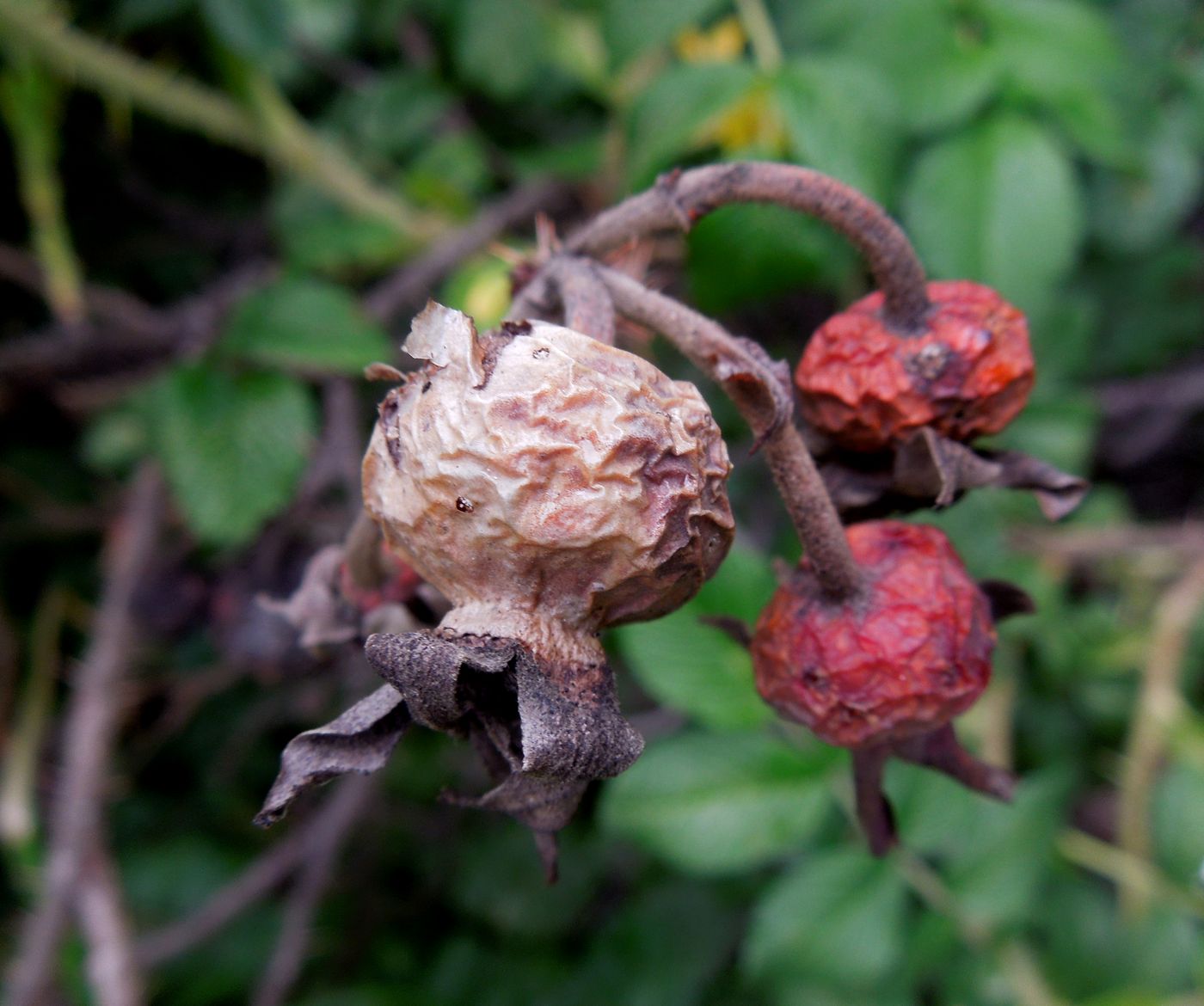 Image of Rosa rugosa specimen.