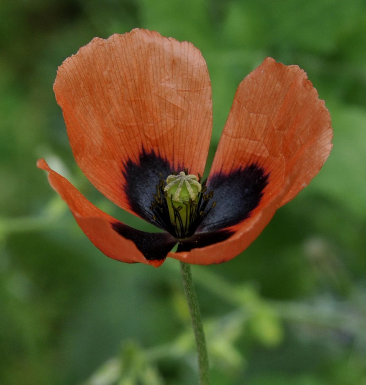 Image of Papaver lecoqii specimen.