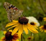 Rudbeckia hirta