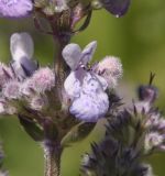 Nepeta nuda