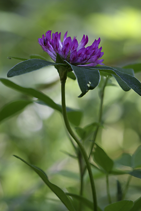 Изображение особи Trifolium medium.