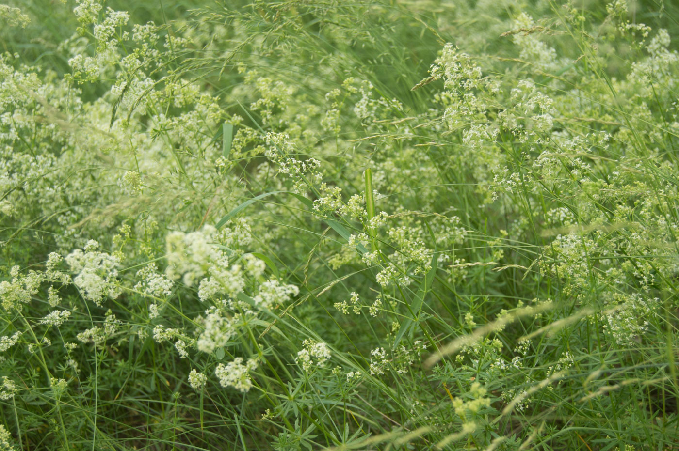 Image of Galium mollugo specimen.