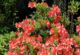 Rhododendron подвид japonicum