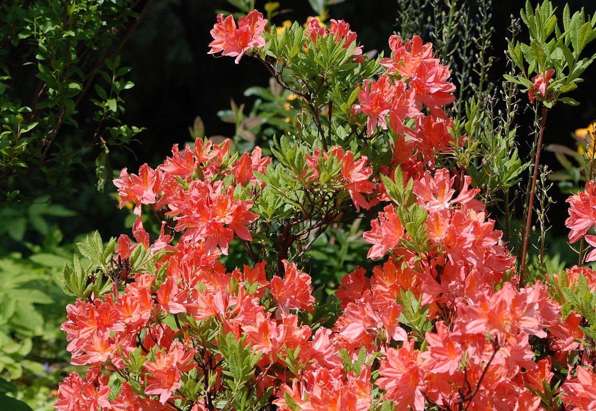 Изображение особи Rhododendron molle ssp. japonicum.