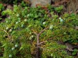 Juniperus sibirica. Верхушка ветки с незрелыми шишкоягодами на курумнике. Магаданская обл., окр. г. Магадан, бухта Нагаева, Морпортовская сопка. 18.07.2013.