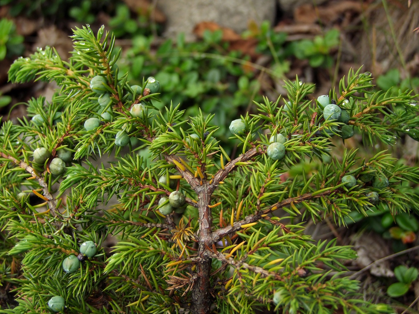 Изображение особи Juniperus sibirica.