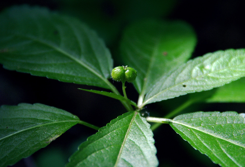 Изображение особи Mercurialis perennis.