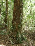 Freycinetia excelsa. Часть вегетирующего растения на стволе дерева. Австралия, северо-восточный Квинсленд, окр. пос. Палума (Paluma), дождевой тропический лес. Конец сухого сезона (сезон gurreng). 29.09.2009.