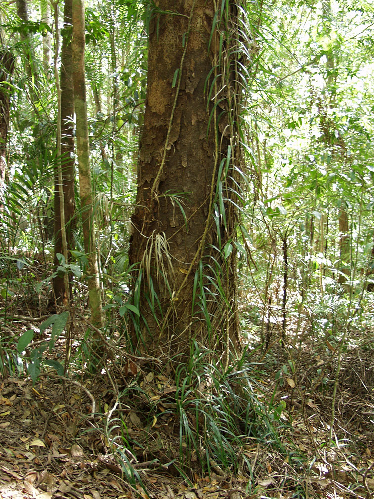 Image of Freycinetia excelsa specimen.